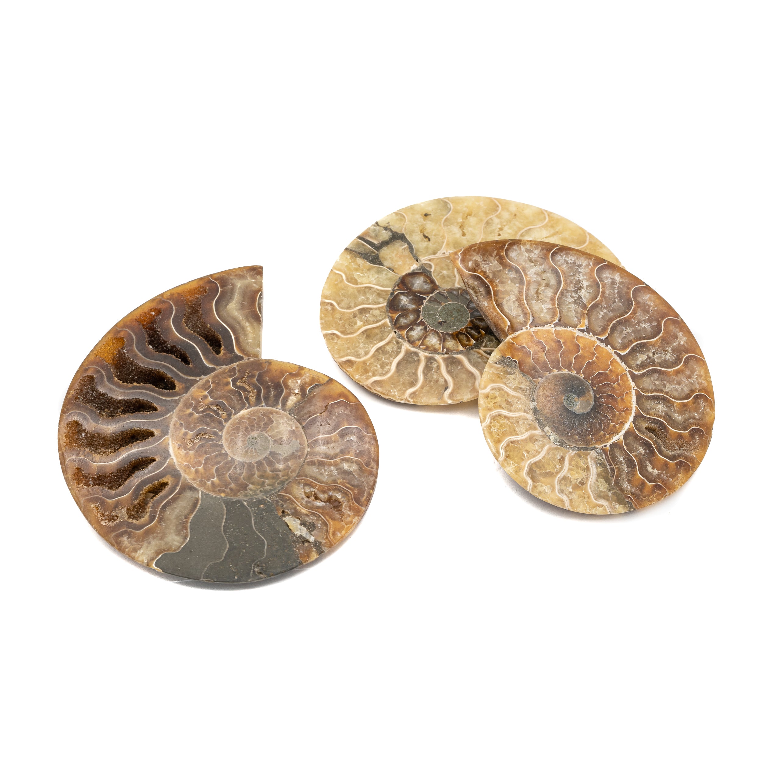 Ammonite $30